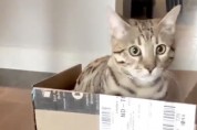 로봇 청소기 위의 '박스' 안에 사는 고양이