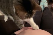 '동생아 진정해' 발길질하는 아기를 진정시키는 고양이