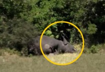 보츠와나, 코끼리 350마리 의문의 떼죽음