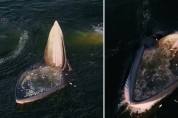 '슬픈 진화' 사냥법을 바꾼 브라이드 고래들