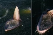 '슬픈 진화' 사냥법을 바꾼 브라이드 고래들