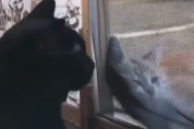 뽀드득~ 얼굴로 창문 닦던 아기 고양이