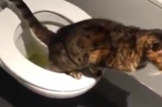 물은 집사가 내려랑! 변기통에 쉬하는 고양이