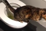 물은 집사가 내려랑! 변기통에 쉬하는 고양이