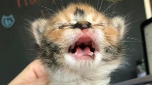 '집사야 밥!' 아기 고양이의 쩌렁쩌렁한 포효
