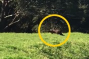 시드니에서 목격된 흑표범 논란 '호주엔 표범 없어'