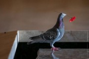 전쟁기념관 꽃을 훔친 비둘기에 감동한 호주