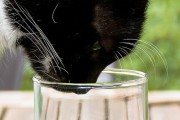 고양이는 마시는 물에도 취향이 있나요?