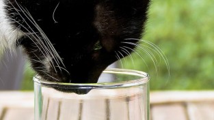 고양이는 마시는 물에도 취향이 있나요?