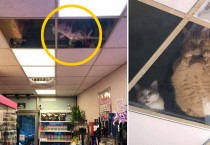 고양이 CCTV 3.0을 설치한 잡화점 '그거 살 거니?'