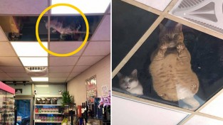 고양이 CCTV 3.0을 설치한 잡화점 '그거 살 거니?'
