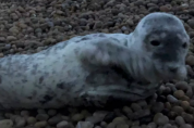 '셀카가 뭐길래' 다친 바다표범을 둘러싼 관광객들