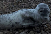 '셀카가 뭐길래' 다친 바다표범을 둘러싼 관광객들