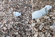 '언니한테 장난감 뺏길라' 낙엽 속에 숨은 댕댕이