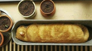 빵집에 진열해도 손색없는 고양이 식빵 모드