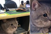 책상 서랍에서 몰래 수업 듣는 고양이 '조마조마'