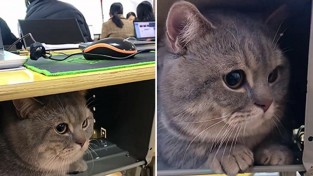 책상 서랍에서 몰래 수업 듣는 고양이 '조마조마'