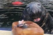 31번째 생일을 맞이한 '아기 바다표범'의 사연