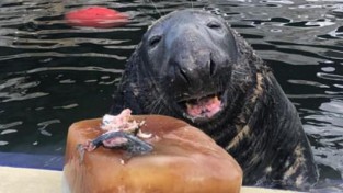 31번째 생일을 맞이한 '아기 바다표범'의 사연