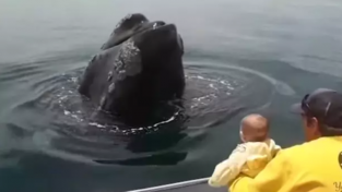 엇 아기다! 아기와 까꿍 놀이하는 고래