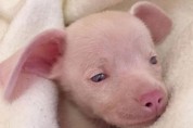 아기 돼지 '피글렛'을 닮은 강아지, 전 세계 아이들에게 큰 감동
