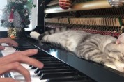 '안마기 성능 보소' 연주하는 피아노 해머 위에서 낮잠 자는 고양이