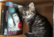 책 뽑다 심쿵! 아기 고양이가 우글우글한 서점
