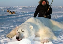 북극곰, 온난화가 아닌 사냥으로 멸종할 것