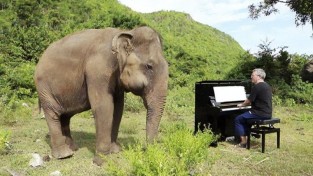 코끼리에게 쇼팽 곡을 연주해준 피아니스트 '고통은 잠시 잊으렴'