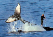 혹등고래를 타고 나타난 신비한 남성