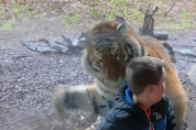 쾅! 동물원 유리창을 강타한 호랑이의 공격