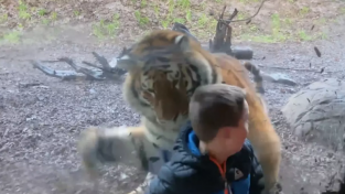 쾅! 동물원 유리창을 강타한 호랑이의 공격