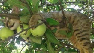 풍작이애오? 고양이 나무에 열린 열매들