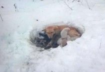 폭설 다음 날, 눈 속에서 발견된 어미개와 강아지들