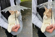 '집사야 우산' 눈이 오나 비가 오나 산책하는 고양이, 미루찬