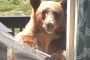 안녕 친구들? 창문 뜯고 집으로 난입하는 곰