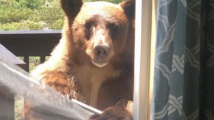 안녕 친구들? 창문 뜯고 집으로 난입하는 곰