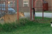 사자에게 달려든 분노조절 장애 고양이 (영상)