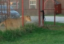 사자에게 달려든 분노조절 장애 고양이 (영상)