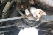 '달리는 자동차 아래'에 매달려있는 고양이를 구하라!