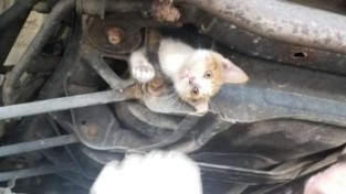 '달리는 자동차 아래'에 매달려있는 고양이를 구하라!