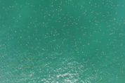 자연의 경이로움이 느껴지는 사진 '바다 위 빼곡한 바다거북들'