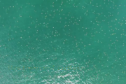 자연의 경이로움이 느껴지는 사진 '바다 위 빼곡한 바다거북들'