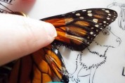 나비의 날개를 치료하는 여성 "나비가 다시 날아오를 때 속이 후련해요"