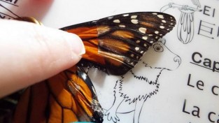 나비의 날개를 치료하는 여성 "나비가 다시 날아오를 때 속이 후련해요"
