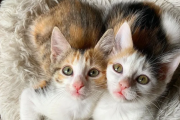 쌍쌍바처럼 꼭 붙어있는 아기 고양이 자매