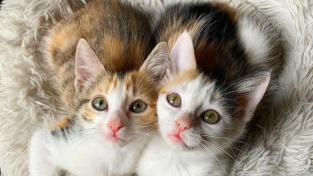 쌍쌍바처럼 꼭 붙어있는 아기 고양이 자매