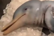 '아기 돌고래를 먹는 영상'을 올린 유튜버, 엄청난 항의에 진땀