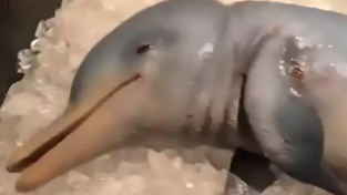 '아기 돌고래를 먹는 영상'을 올린 유튜버, 엄청난 항의에 진땀