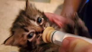 유명 록밴드의 차량에 '15시간 동안' 갇혀있던 아기 고양이들